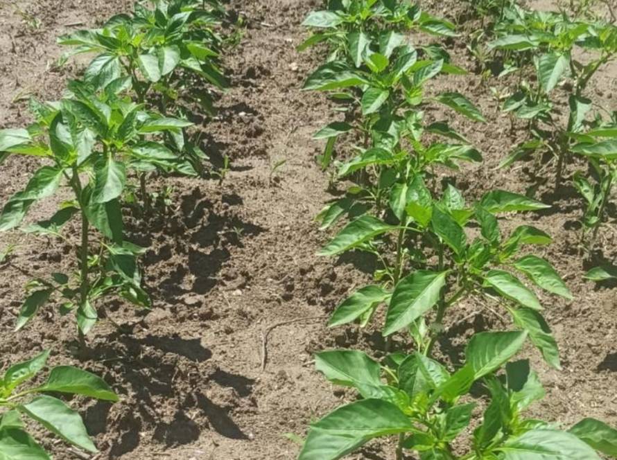 Benefícios da Agricultura Local