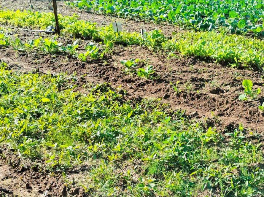 Ciclo da Sazonalidade