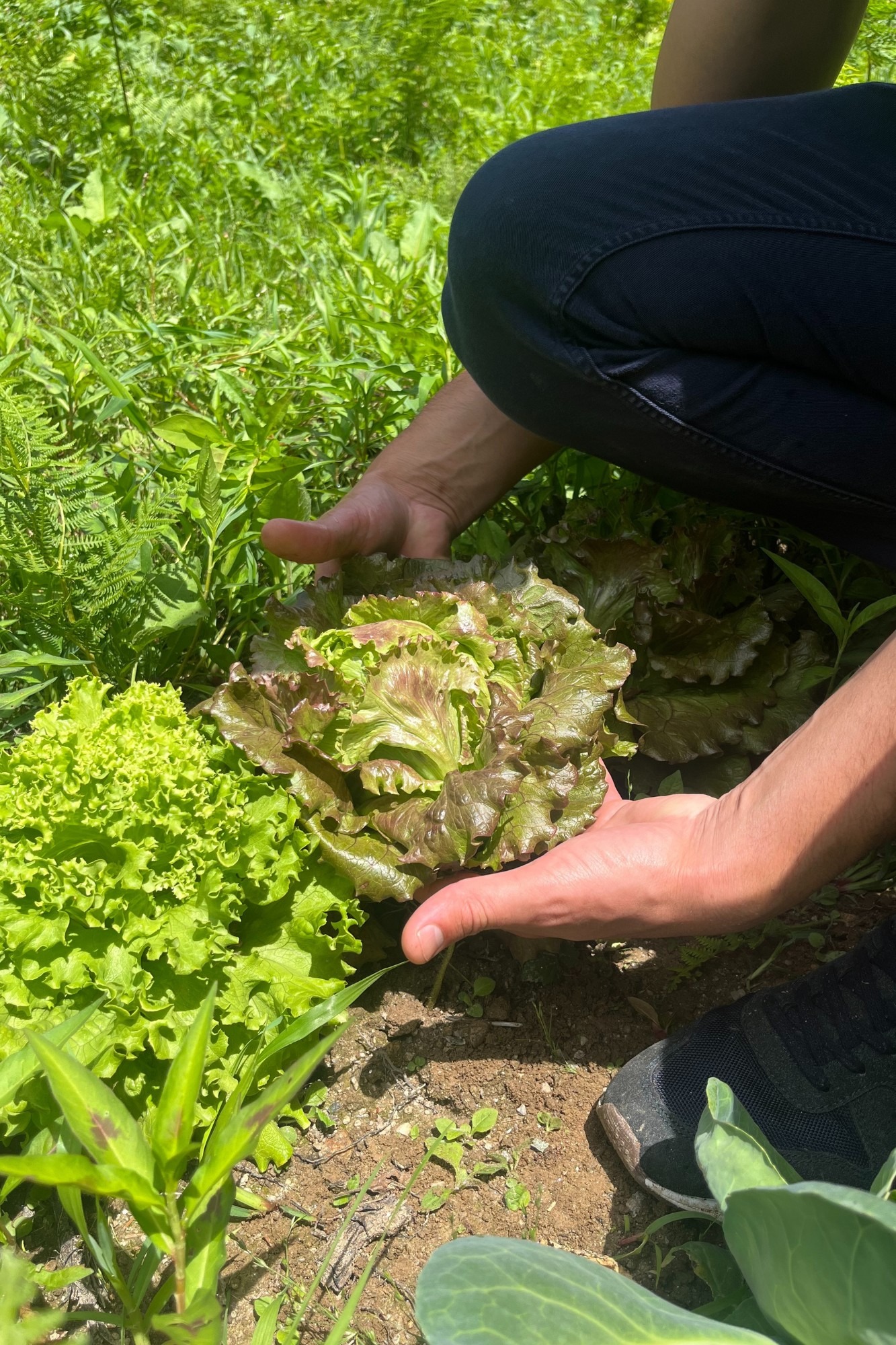 agricultura regenerativa