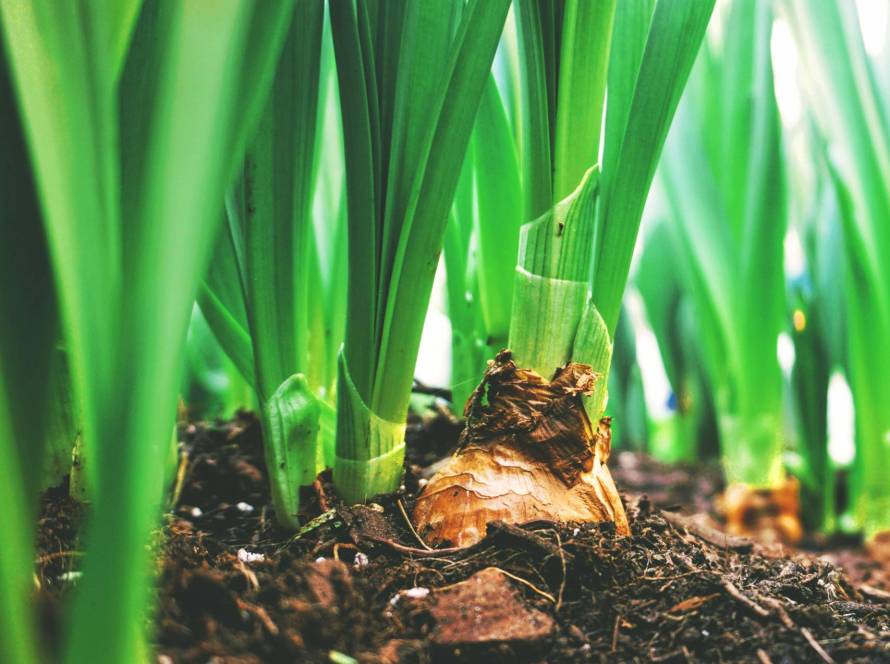 O que é Agricultura Regenerativa