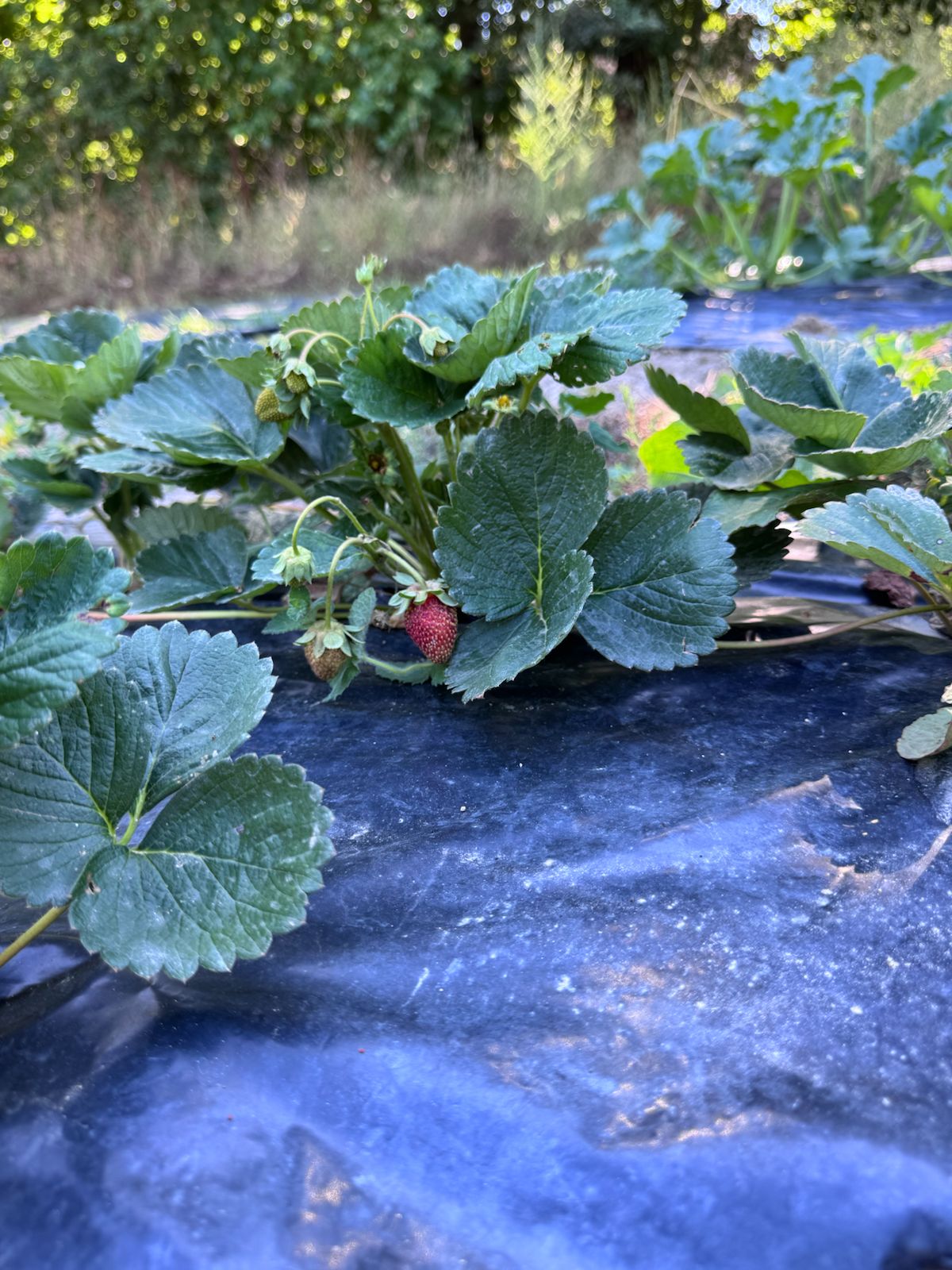 WhatsApp Image 2025-07-16 at 17.19.32