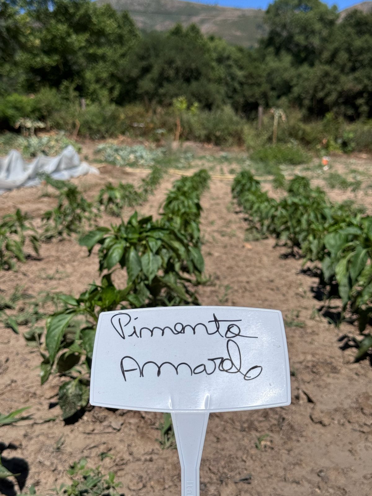 WhatsApp Image 2025-07-16 at 17.19.33