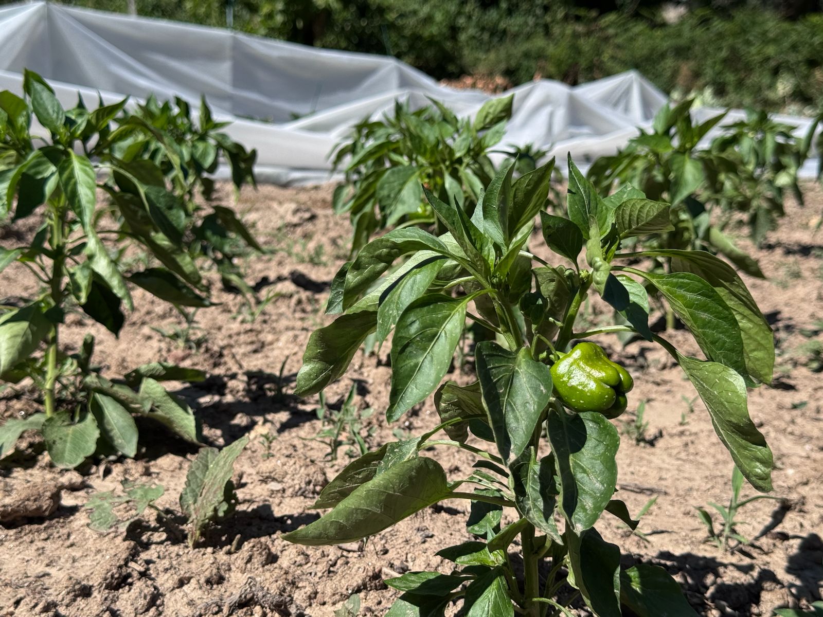 WhatsApp Image 2025-07-16 at 17.19.35 (1)