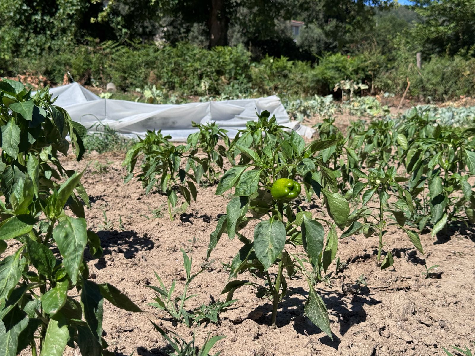 WhatsApp Image 2025-07-16 at 17.19.37