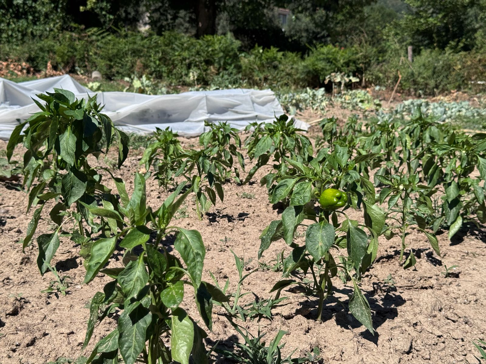 WhatsApp Image 2025-07-16 at 17.19.38