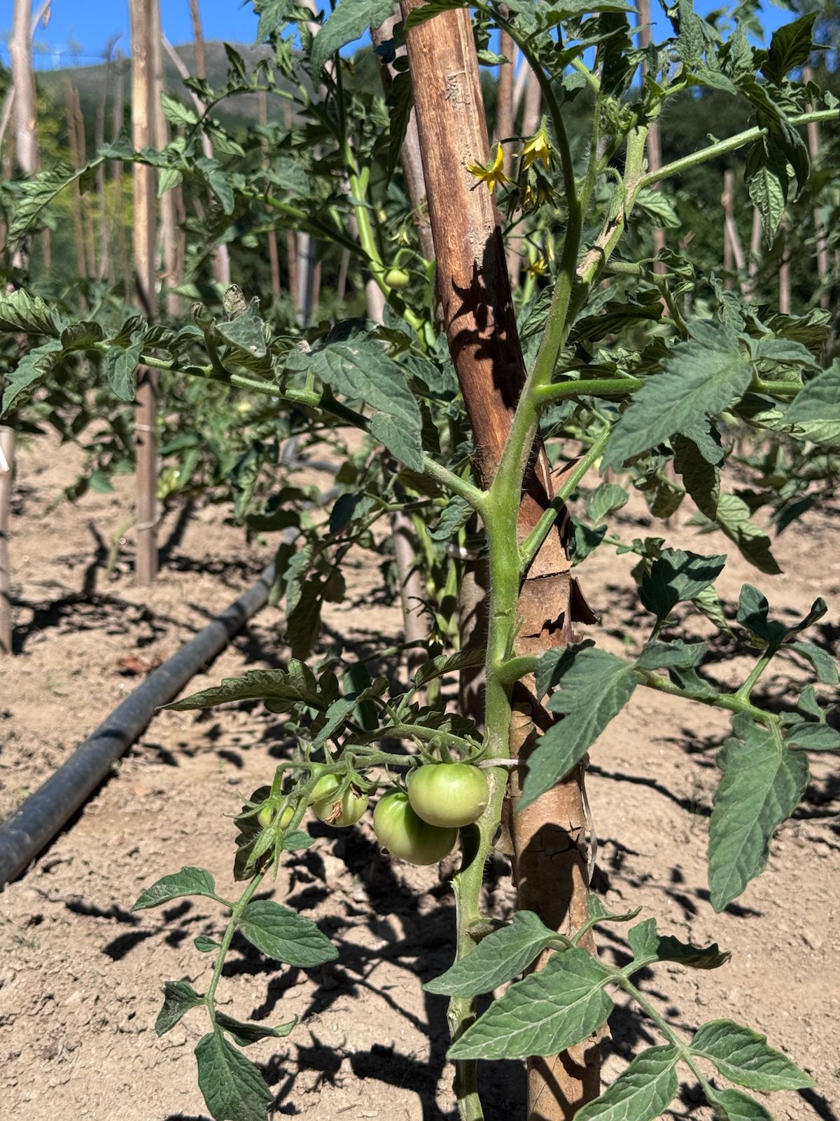 WhatsApp Image 2025-07-16 at 17.19.41